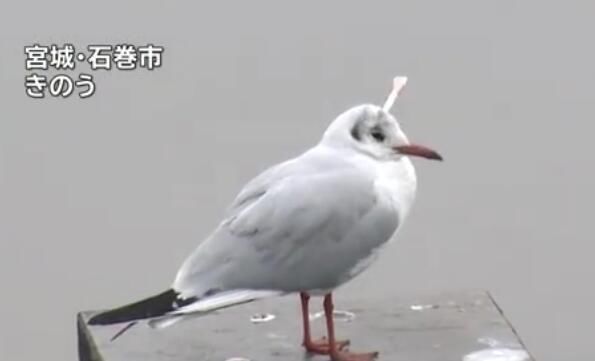 海鸥头部中11厘米吹箭,日本网友称:是中国人准