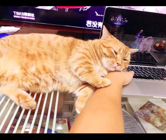橘猫特别喜欢粘着主人,困得睁不开眼了还不松
