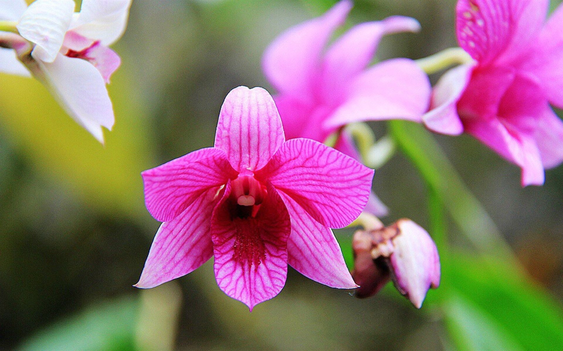 一花一世界 一叶一菩提 极力倾歌生命才有这动