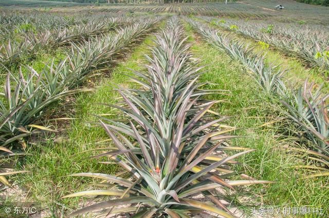 广东徐闻的菠萝为何在2018年滞销得如此严重