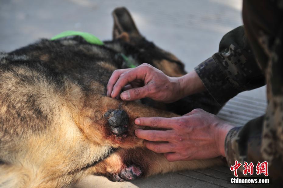 退役军犬壮壮后续图片