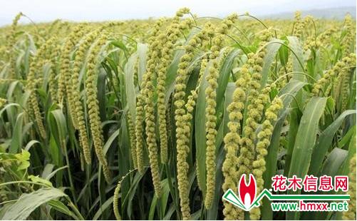 致富经:2018回农村种植创业,做好8种3不种,一