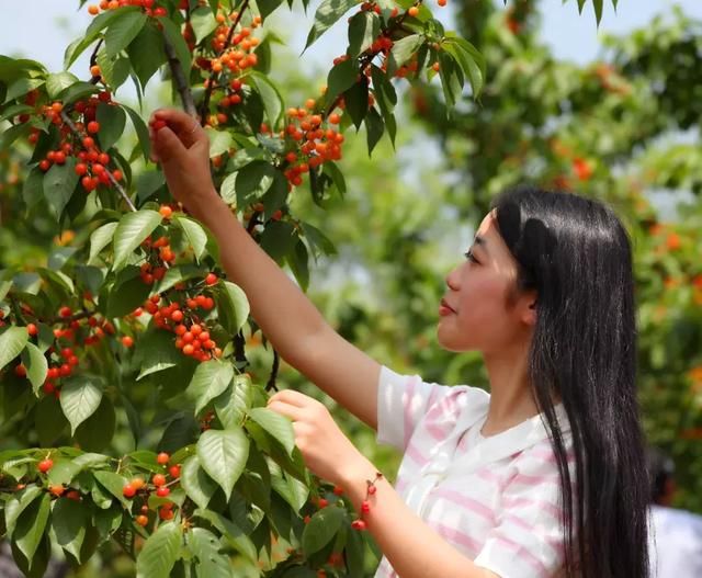 湖北省五月采摘季指南,处处有惊喜,适合亲子游