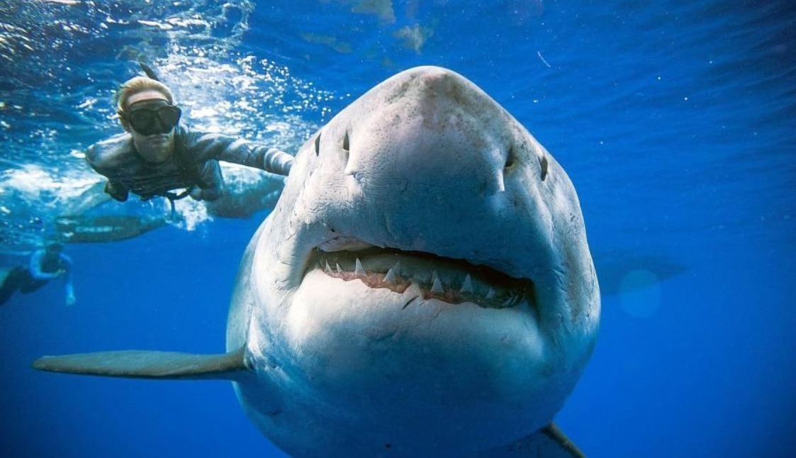 美国一潜水员和鲨鱼亲密互动
