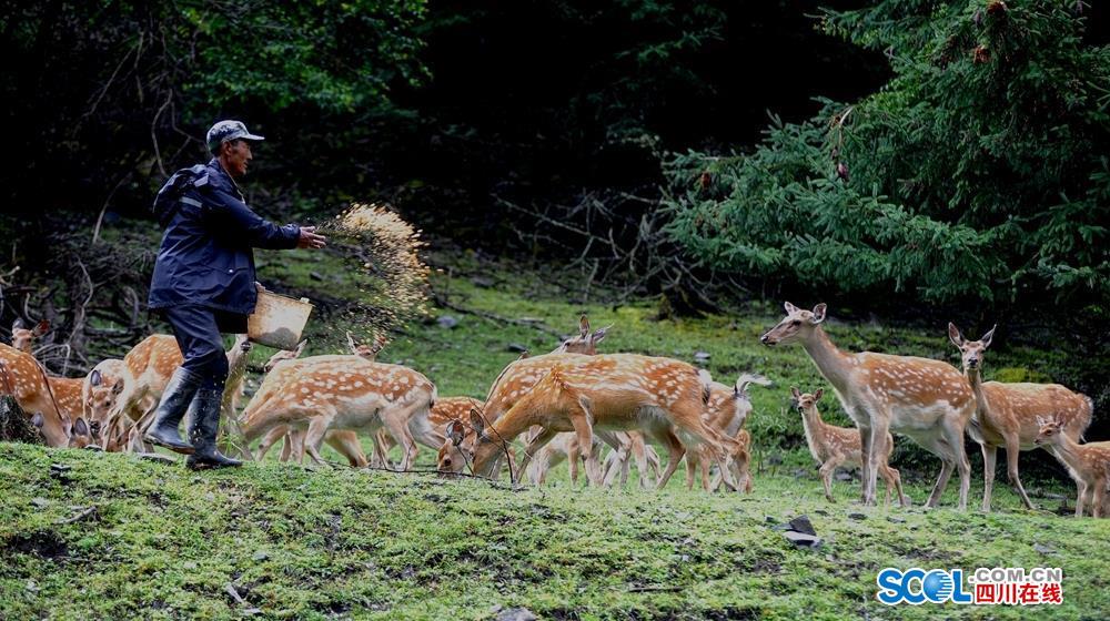 植被丰富,一条小河从两面大山中安静穿过,良好的生态环境为梅花鹿养殖