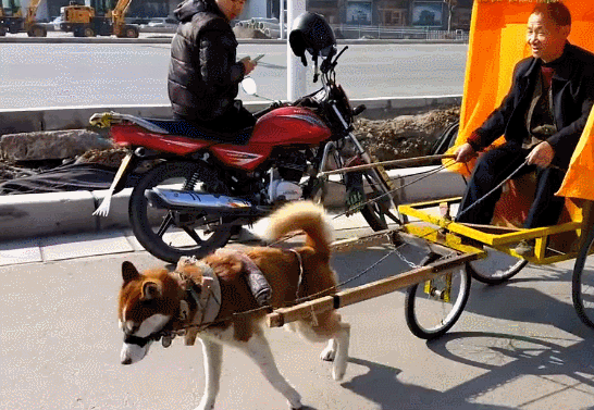 德牧被主人摸烦了,狗狗猛揣一脚封喉杀:摸够了没,踹你丫的