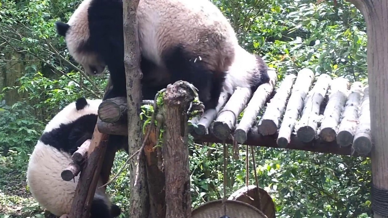 跟着熊猫学成语之蹑手蹑脚