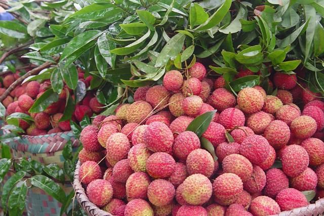 荔枝滞销为啥不收购加工?荔枝加工的三大方向