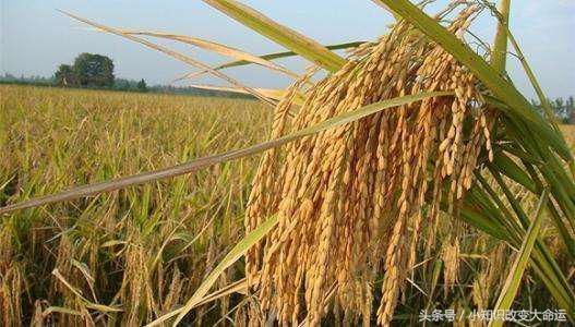 为什么袁隆平没获得诺贝尔奖?原来和诺贝尔奖