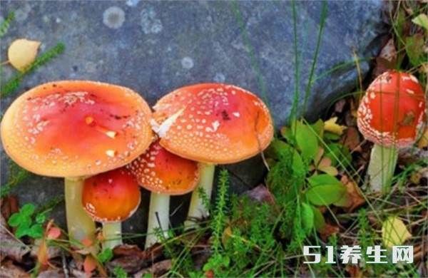 毒蘑菇有哪些特征?毒蘑菇的8大分辨法