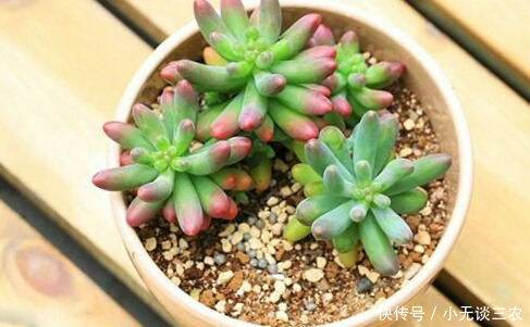 多肉植物多长时间浇一次水比较合适?来看看这