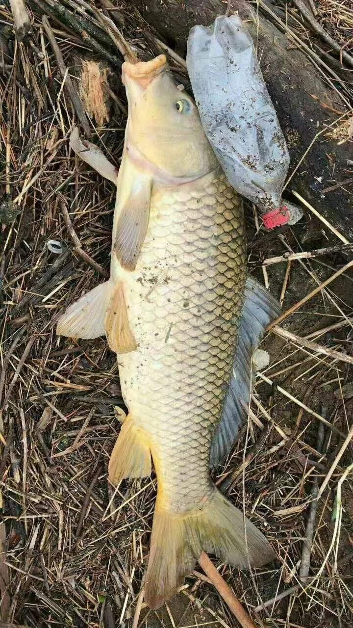 北方春季夜钓鲤鱼应该怎么钓?教你6个野钓小技巧!