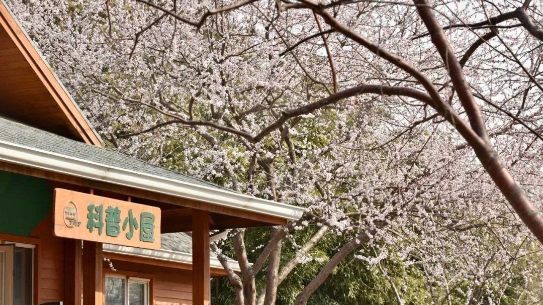 北京春日追花攻略——陶然亭公园