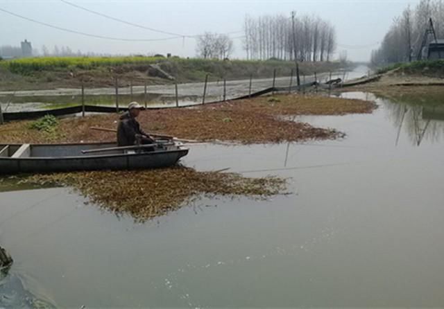 自制天然薯香饵料,春夏秋冬皆可使用,鲫鲤草的