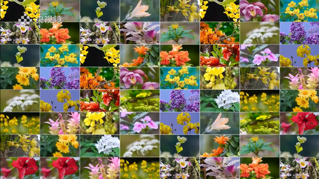 山间精灵!老虎须、滇丁香、中国无忧花…云南山林珍稀花卉绽放 山间精灵!老虎须、滇丁香、中国无忧花…云南山林珍稀花卉绽放