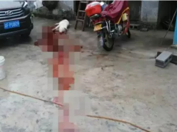 重庆一村民家中200斤肥猪被雷劈死 血流当场