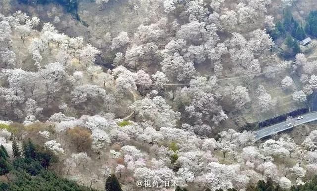 奈良县吉野山樱花一目千本& 妖艳的三浦春马