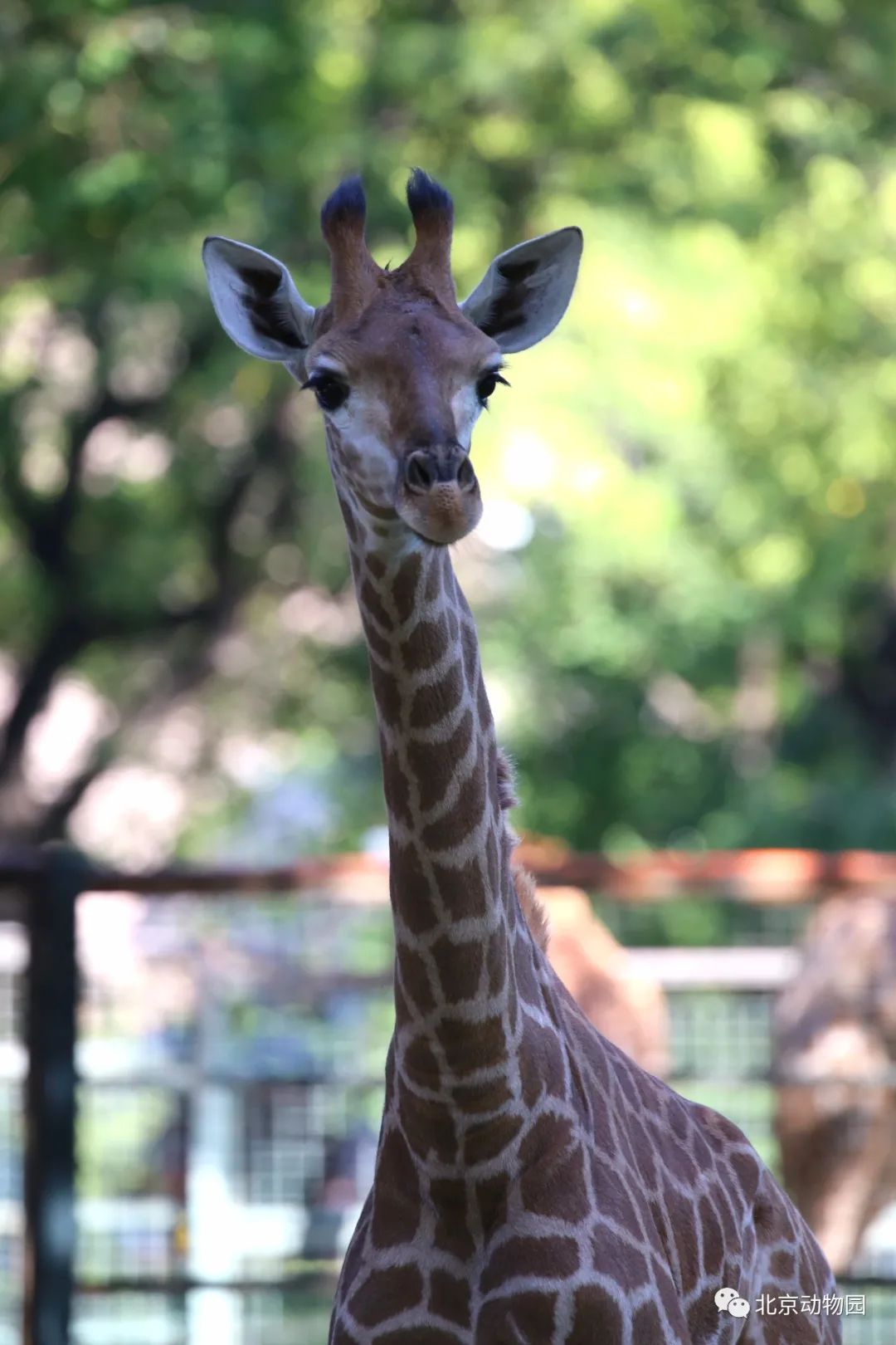 动物园长颈鹿今年连续添丁