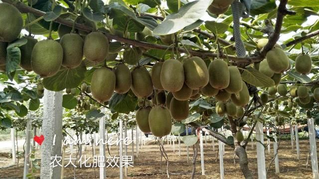 山东青岛即墨葡萄改种猕猴桃收益高,每亩收入