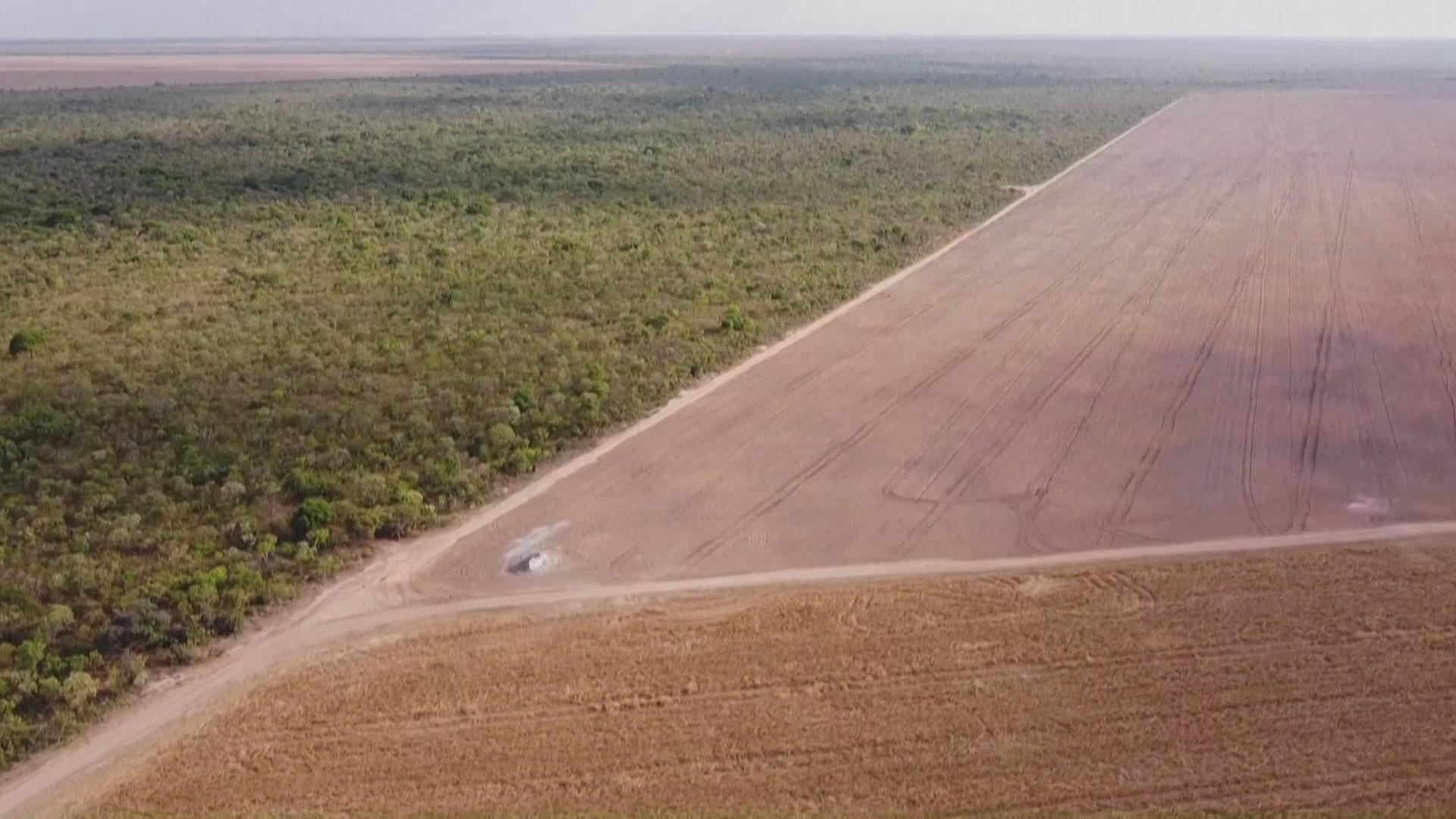 巴西稀树草原亟待保护 巴西稀树草原亟待保护