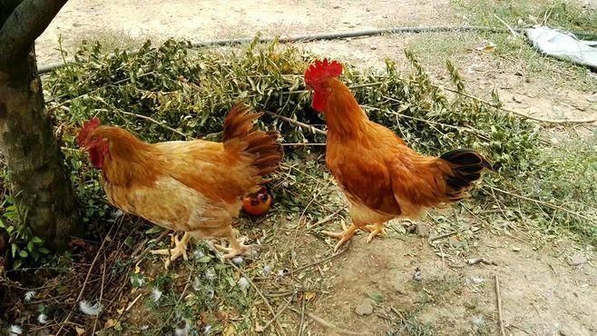 民间养鸡偏方,这些个养鸡偏方你听过用过吗?