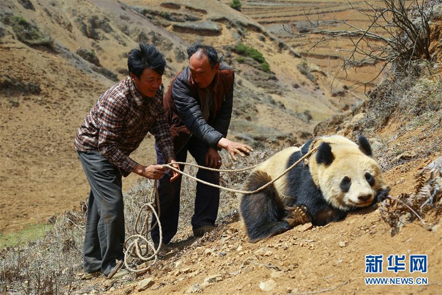 当日,在四川省昭觉县补约乡散普村散普社,村民沙马伟哈在家附近发现