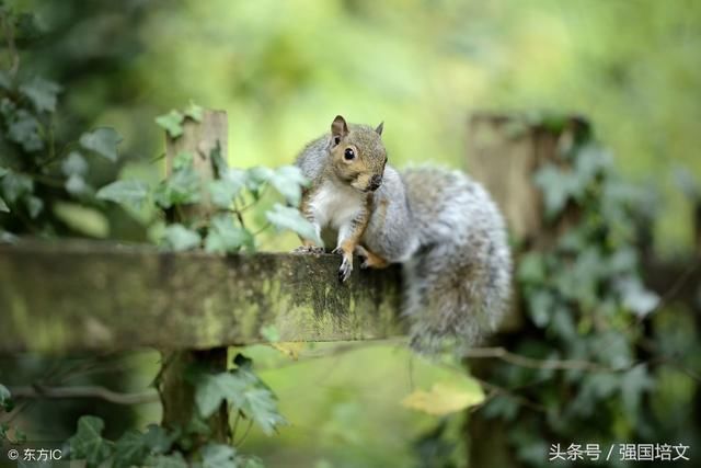 2018年生肖运势属鼠运程,鼠今年运势让你大开