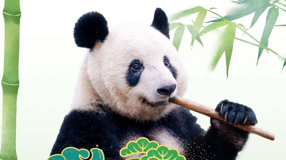 重逢:大熊猫“香香”云连线暨粉丝分享会将于明日在中日两国举行 重逢:大熊猫“香香”云连线暨粉丝分享会将于明日在中日两国举行