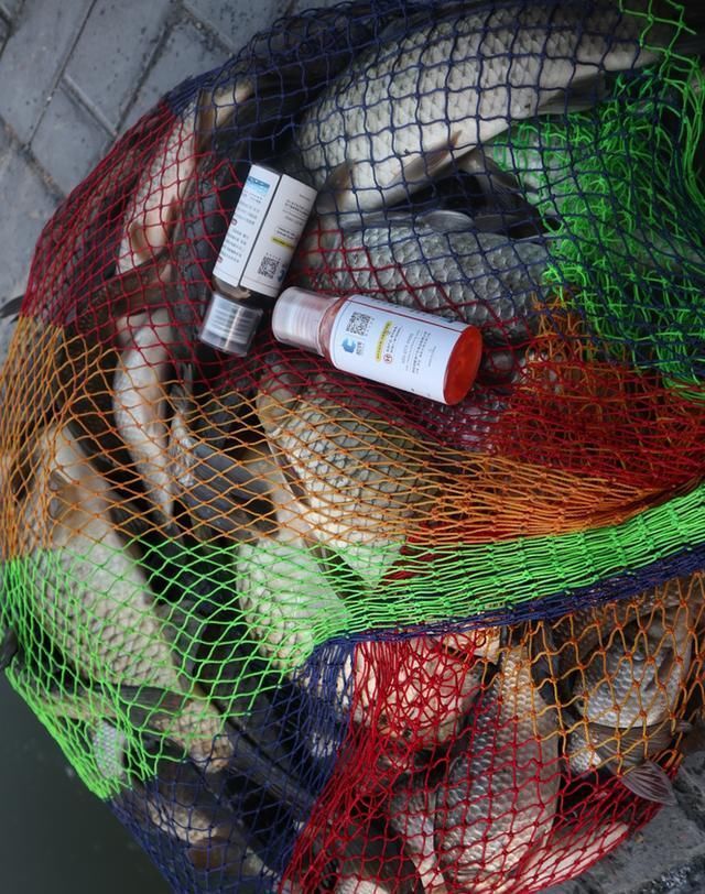 黑坑钓鱼技巧全攻略|想知道坑里有什么鱼,3点足