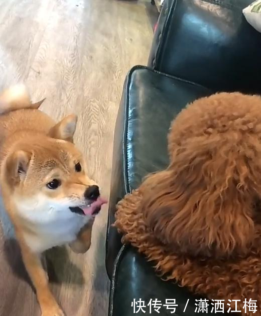 柴犬总是喜欢逗泰迪,被打后贱贱的这副样,主人