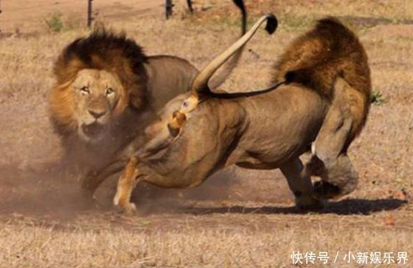 雄狮带母狮出去约会,不料半路杀出情敌,看了结局有些感慨