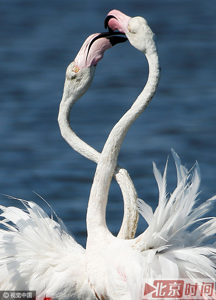 火烈鸟体型大小似鹳，高约1.6米，翼展152.4厘米，雄性火烈鸟较雌性稍大;通身为洁白泛红的羽毛，翅膀上有黑色部分，覆羽深红，诸色相衬。