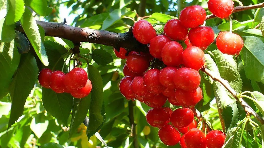 樱桃采摘?!来顺义这10个果园,采摘游玩两不误 樱桃采摘?!来顺义这10个果园,采摘游玩两不误