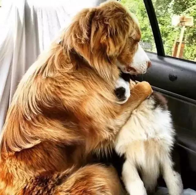 我家狗脑子进水了怎么办?在线等,挺急的!