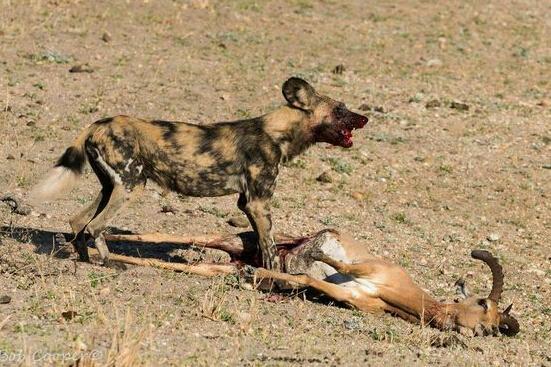 羚羊遭鬣狗追杀直接倒地配合! 鬣狗: 算你聪明