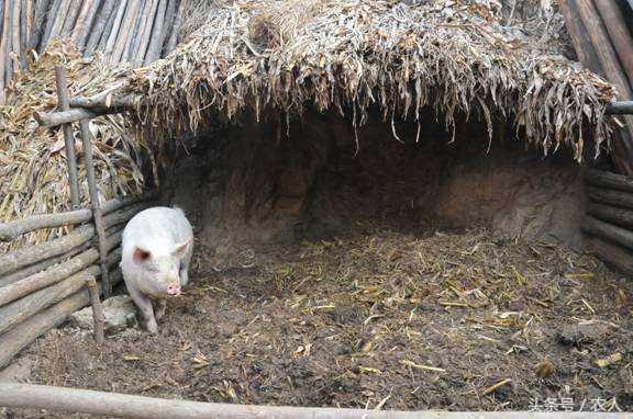 小时候农村常见的养猪菜,喂出来的猪肉很好吃