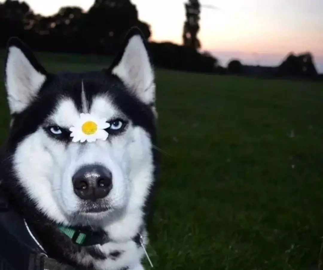 那只火遍朋友圈的单身狗结婚了!现在连狗都出来虐狗了