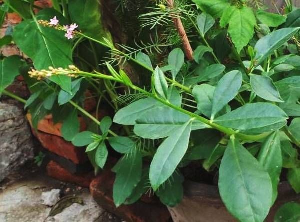 材料:栌兰300克,蚝油,姜丝适量 做法:栌兰在沸水中煮沸3分钟,过冷水