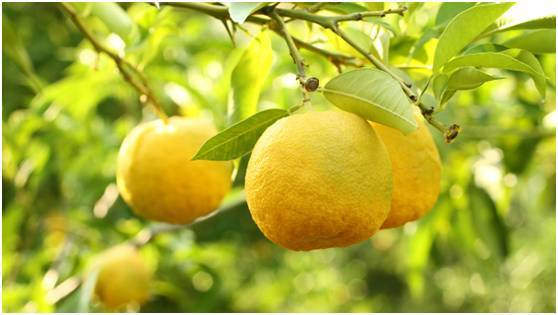 日本柚子.图片来源:thinkstock