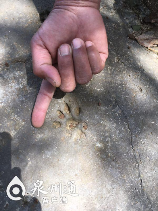 福建南安发现遗留十多处不明动物足迹 是云豹还是豹猫?