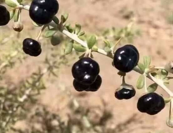 如何判断黑枸杞有没有染色,只需一杯温水就能