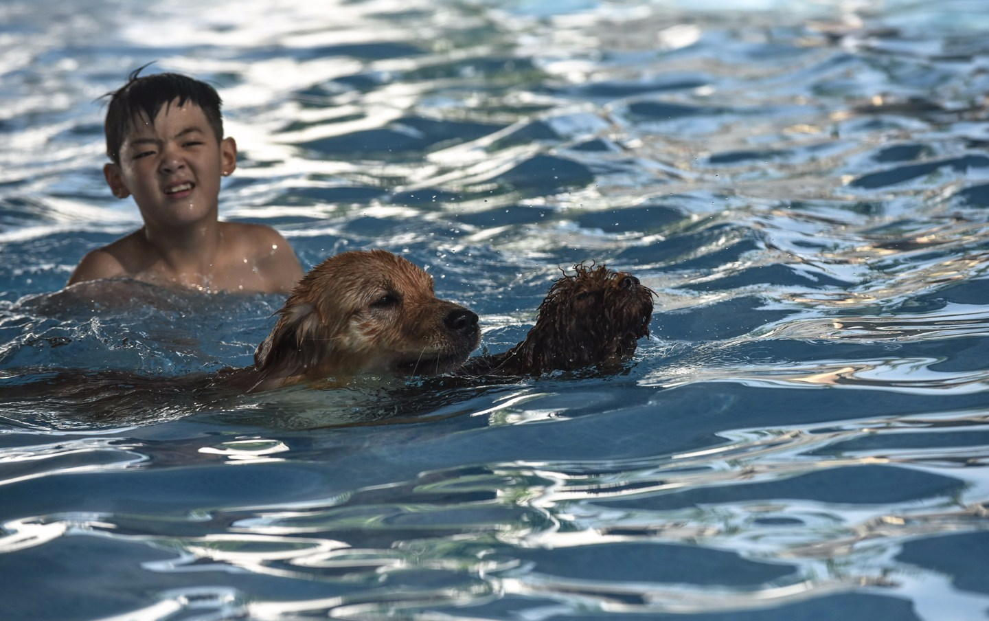 现在，这个宠物游泳池已经可以接待二三十条狗同时游泳。李林骏介绍说，泳池的水全部来自干净的自来水，并且安装有净水系统，随时用专门的工具测试泳池的PH值，每天还有专人打捞池中的杂物和狗狗的毛。图为游泳池中同主人嬉戏的的狗狗。