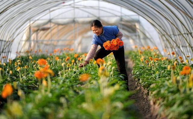 未来农村土地流转发展新方向,有多少农民愿意