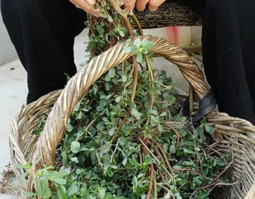农村路边有一种像"蚂蚁"的野菜,不要小瞧它有很大的药用价值