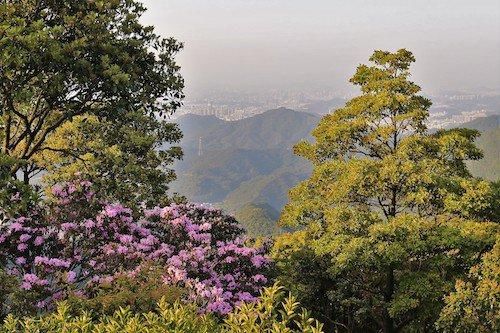 梧桐山進入花期