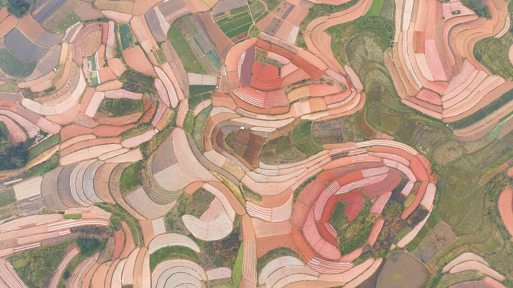 春耕时节，广西南宁市邕宁区蒲庙镇新生村，农民们正在抢抓农时做好春耕备耕，从高空俯瞰，一块块线条优美的田地犹如大地调色板。