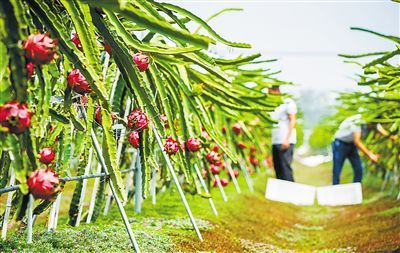 海南:龙头企业带动发展贫困村民就业增收