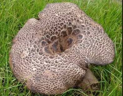 这4大珍菌全世界有名,而且个个抗癌!