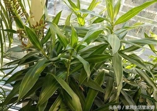 富贵竹扔个铁钉,叶子就再也不发黄、根也长得