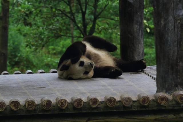 自由恋爱的熊猫生育率更高,包办婚姻直接拒绝
